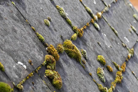 Roof algae 101 why soft washing protects shingles